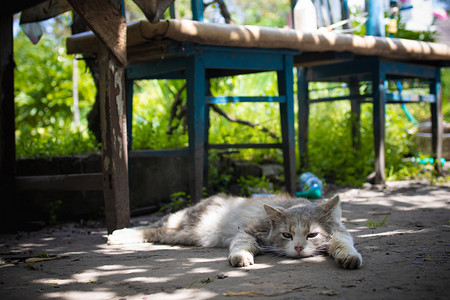 灰色毛茸茸的猫躺在院子里晒太阳