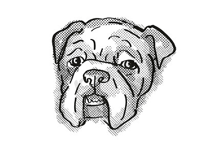 宠物手绘卡通摄影照片_斗牛犬狗品种卡通复古绘图
