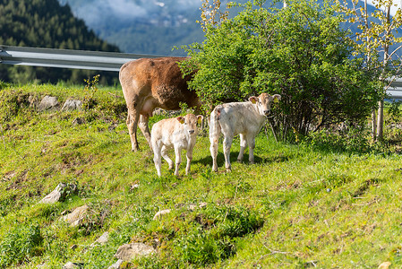 扎略摄影照片_安多比利牛斯山脉卡尼略乡村阳光下的奶牛
