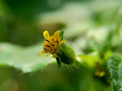 节点杂草（也称为 Synedrella nodiflora、synderella 杂草）与自然背景的宏观照片。