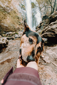以瀑布为背景的狗用手吃东西