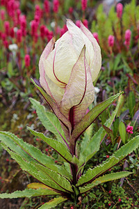 礼仪之邦摄影照片_喜马拉雅山之花 Brahma Kamal 学名 Saussurea obvallata。