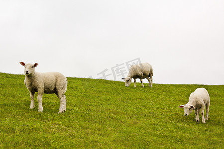 绿色草地和草坪上可爱的白羊。