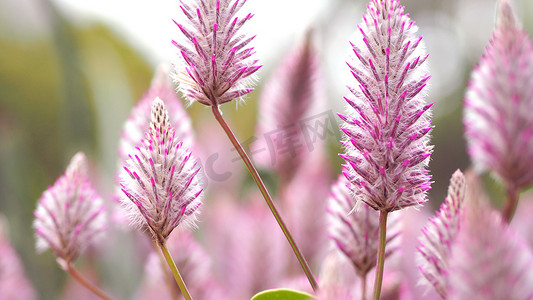 小火箭摄影照片_Tiarella 天空火箭粉红色花朵特写