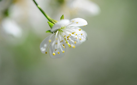 酸樱桃树花