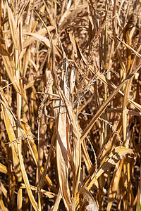 德国玉米枯萎、干旱