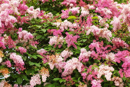 矮小的花摄影照片_矮小的韩国丁香（丁香）粉红色和紫色的花朵，小灌木上有绿叶。
