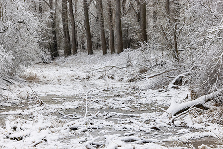 冰冻的水和风景如画的白雪覆盖的森林的冬季印象