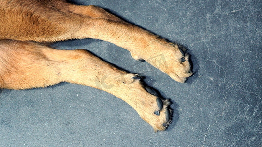 狗爪子摄影照片_狗的一部分与特写镜头。