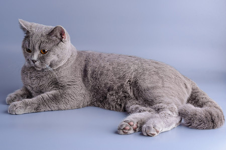 紫色背景中孤立的躺着的漂亮灰色英国短发猫