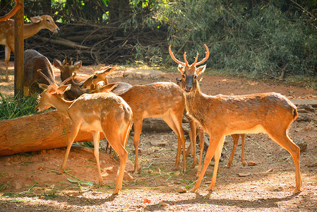 泰国曼谷考丁公园杜斯特动物园的鹿