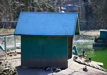 木鹅摄影照片_湖上的木鸭和鹅屋，春日。