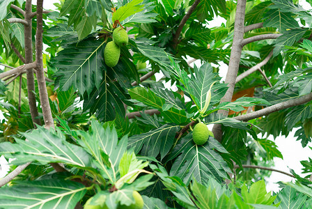 轻主食摄影照片_面包果树上的面包果，花园里绿叶。