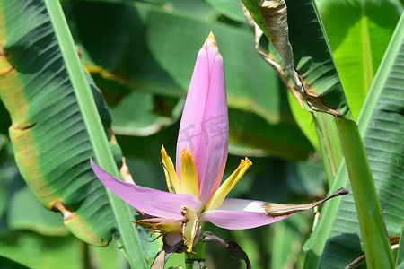 锦鸡摄影照片_Musa ornata（开花香蕉） Banana bua luang