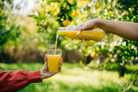 母亲的女手将新鲜的有机橙柑橘汁柠檬水倒入玻璃杯中，孩子的手拿着橘园果园树在背景中。