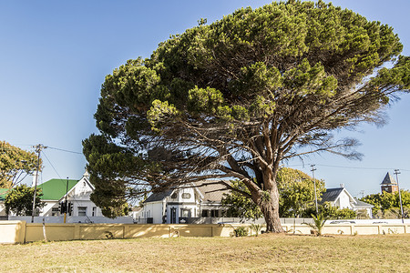 南非开普敦的非洲大树。