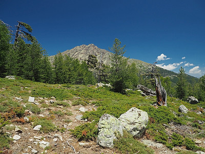 科西嘉阿尔卑斯山草甸上的风景山步道，有大松树、绿色灌木和蓝天背景