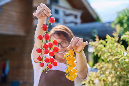 后院摄影照片_穿着围裙的微笑女人展示成熟红黄樱桃番茄的枝条