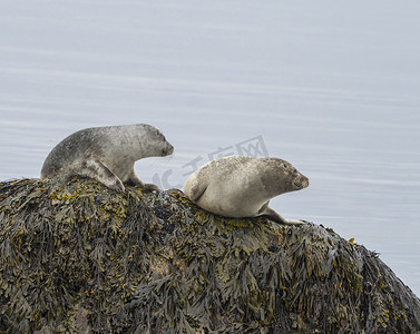 特写海豹（Phoca vitulina），雄性和雌性坐在冰岛海草覆盖的岩石上，有选择的焦点，复制空间