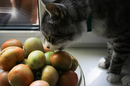 灰猫嗅绿色西红柿