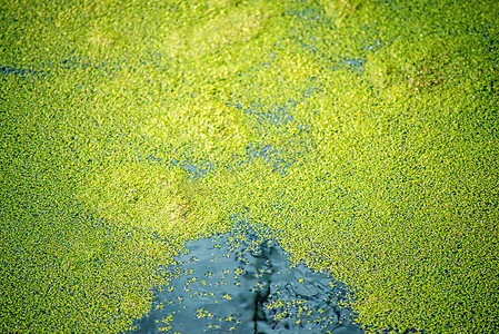 浮萍摄影照片_池塘表面的普通浮萍