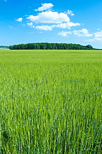 洁净如新摄影照片_一张绿色的田野和蓝天的风景照片