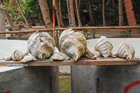甘米银巨蛤海洋苗圃的不同蛤类，