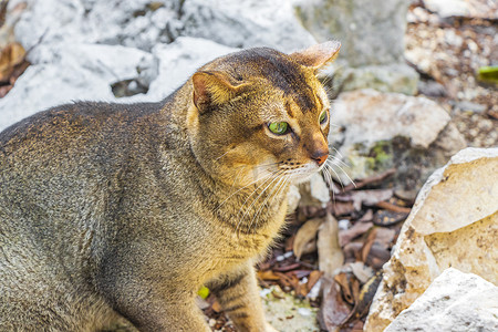 墨西哥热带丛林中美丽可爱的绿眼睛猫。