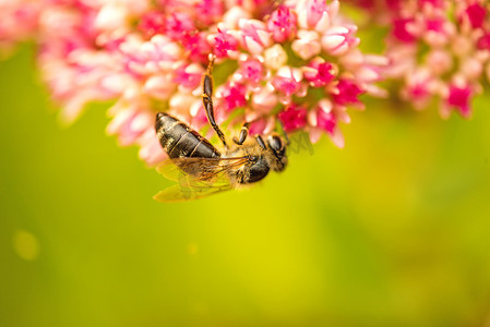 长寿花上的蜜蜂