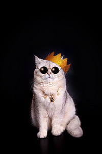 黑色背景上坐着一只戴着金冠和墨镜的酷白猫