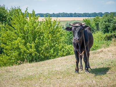 年轻的黑牛在乡村景观中用铁链绑着。