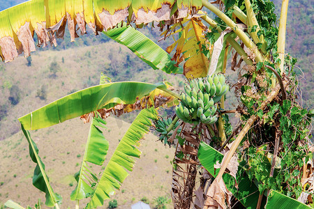 农村树上的香蕉。