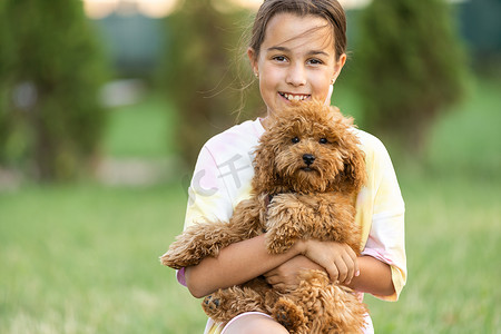 一个小女孩和她的 Maltipoo 狗玩耍，这是一种马耳他贵宾犬品种