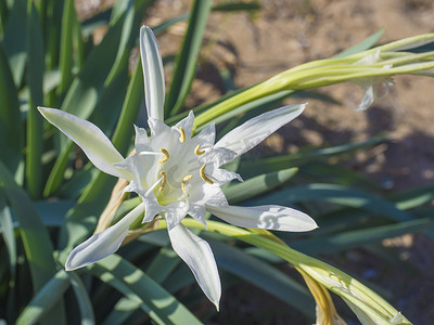 白色 Pancratium maritimum 花的特写，也称为海水仙或沙百合，来自石蒜科。在地中海海岸的沙丘上，有选择的焦点