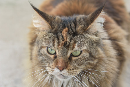 生病的小猫摄影照片_悲伤的猫的谎言