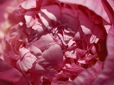 一朵粉红色牡丹花的美丽宏观