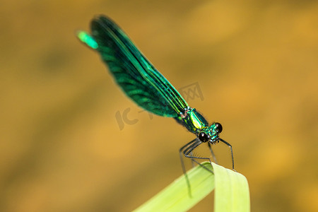 美丽的蓑羽，草地上的蜻蜓