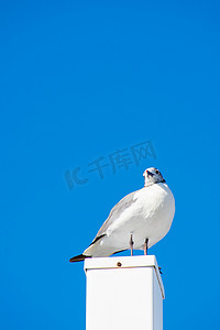 海鸥白色摄影照片_一只海鸥站在纯蓝色背景的白色柱子上