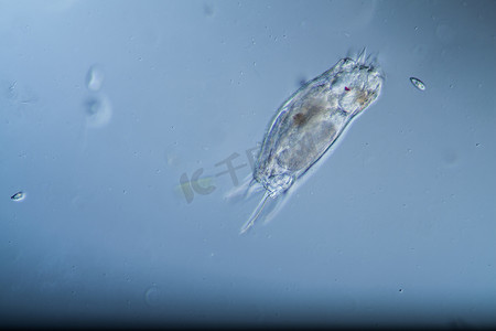 轮虫作为水滴中的微小浮游生物