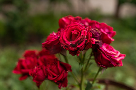 杂交玫瑰摄影照片_院子里有一朵美丽的玫瑰。