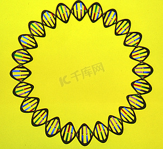 具有螺旋链和碱基对的遗传物质 DNA