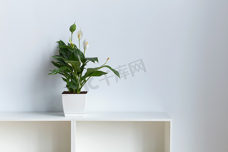 白墙背景办公室里的和平百合又名白鹤芋植物
