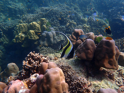 摩尔人偶像鱼与海中的珊瑚
