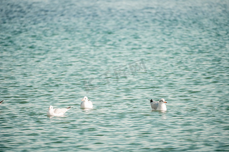 一群海鸥在海里飞翔、捕鱼、游泳。