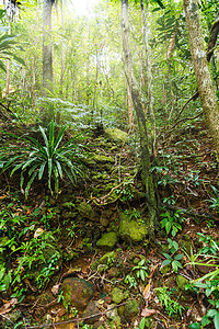 马达加斯加马苏阿拉国家公园的雨林