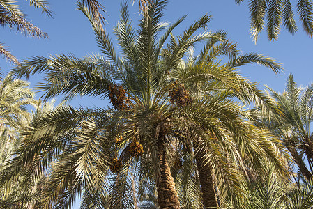 大枣棕榈树从下面的抽象视图