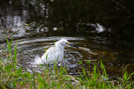 细长的腿摄影照片_大沼泽地发现的雪鹭涉水