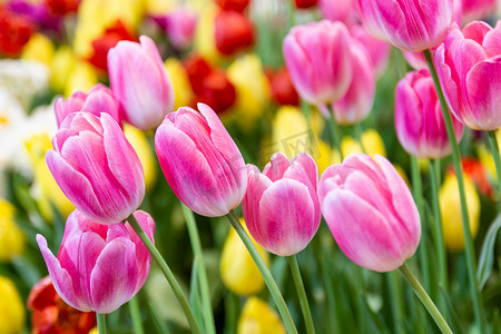 春天郁金香花摄影照片_园林植物中的粉红色郁金香花，郁金香春天盛开