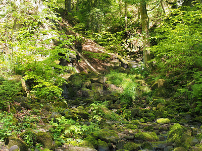 陡峭的山坡山谷中生机勃勃的绿色春天林地，赫布登桥附近的坚果树林里有高大的山毛榉树