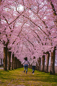 情侣在樱花盛开的小巷。